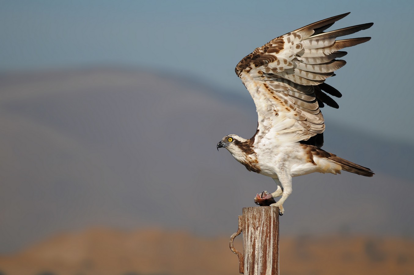 יוסף בן דוד