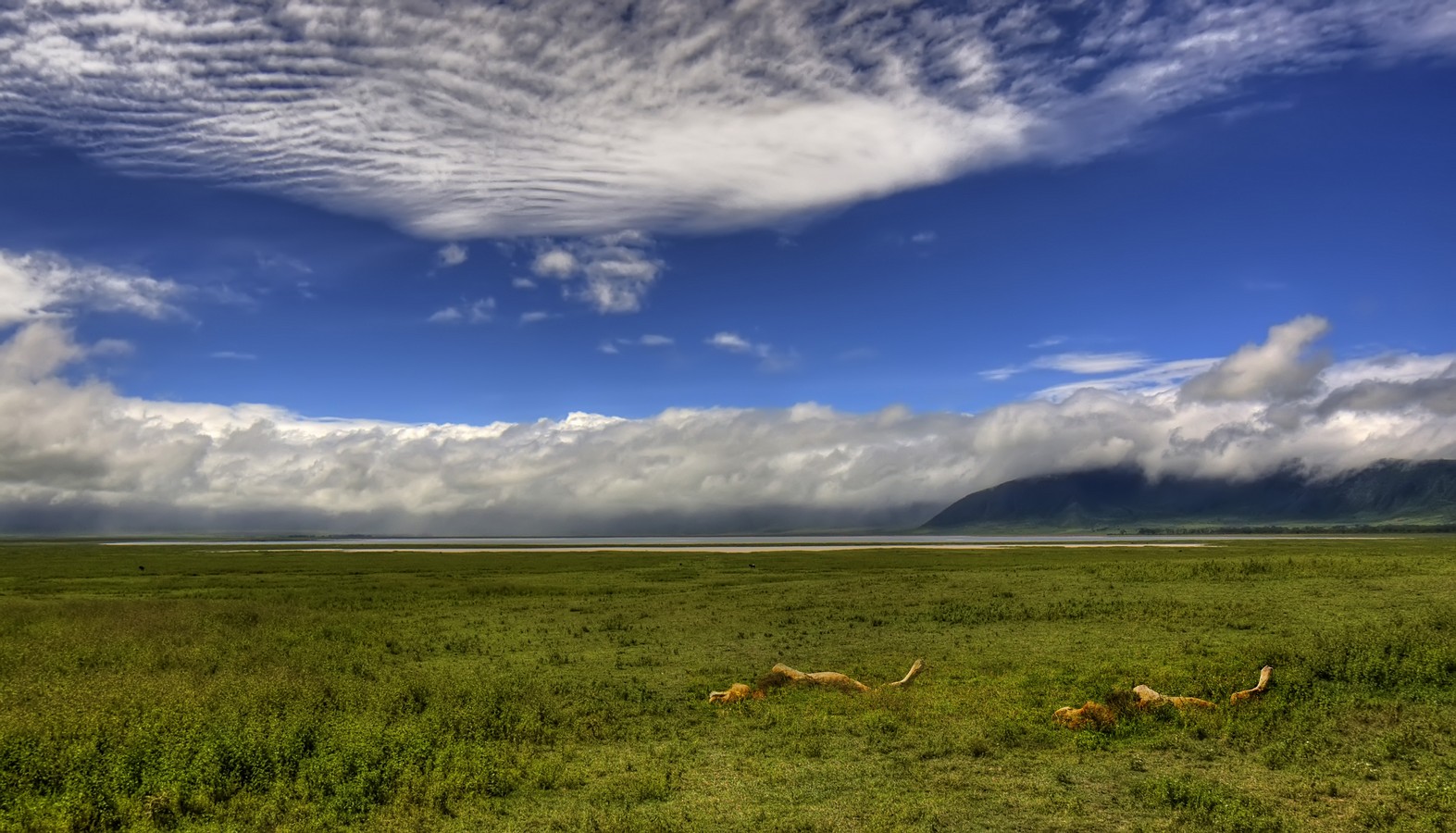 אמנון אייכלברג