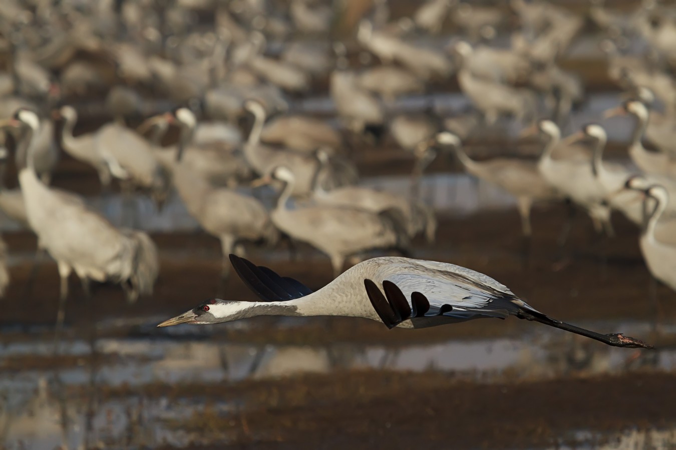 אמנון אייכלברג