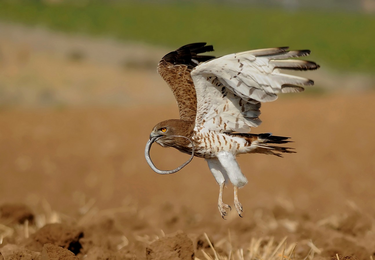 יוסף בן דוד
