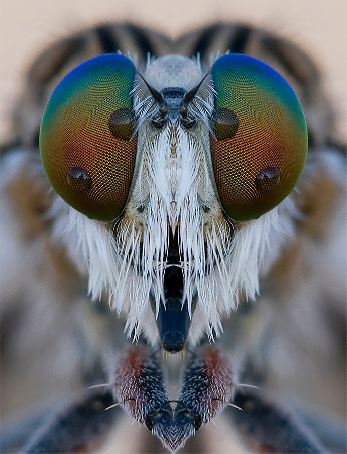 צילום: שימי עיני