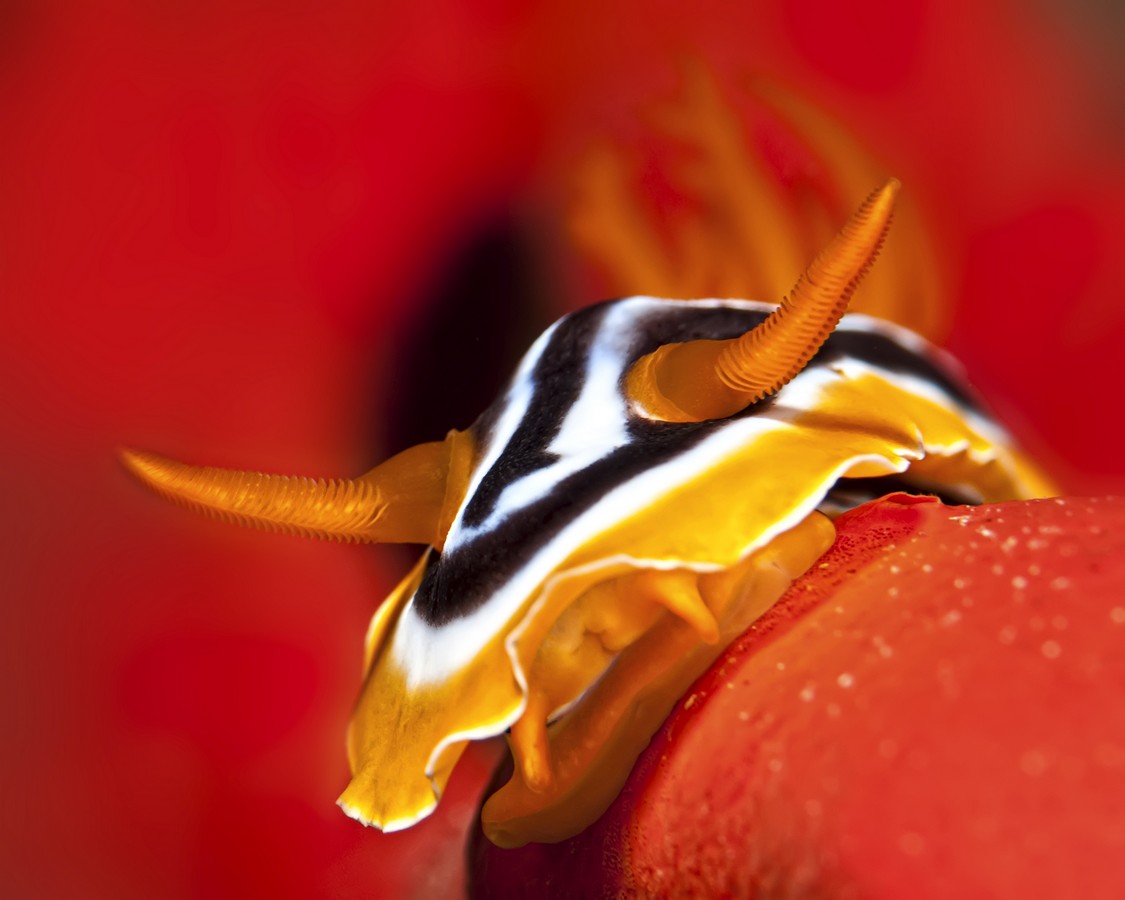 צילום: אורן כהן