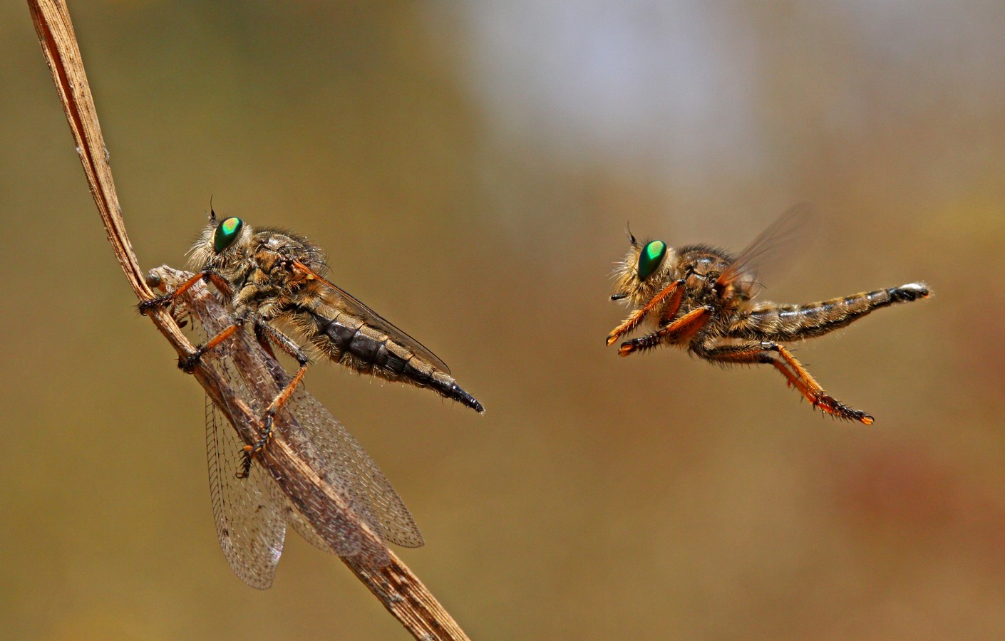 דניאל דנילוב