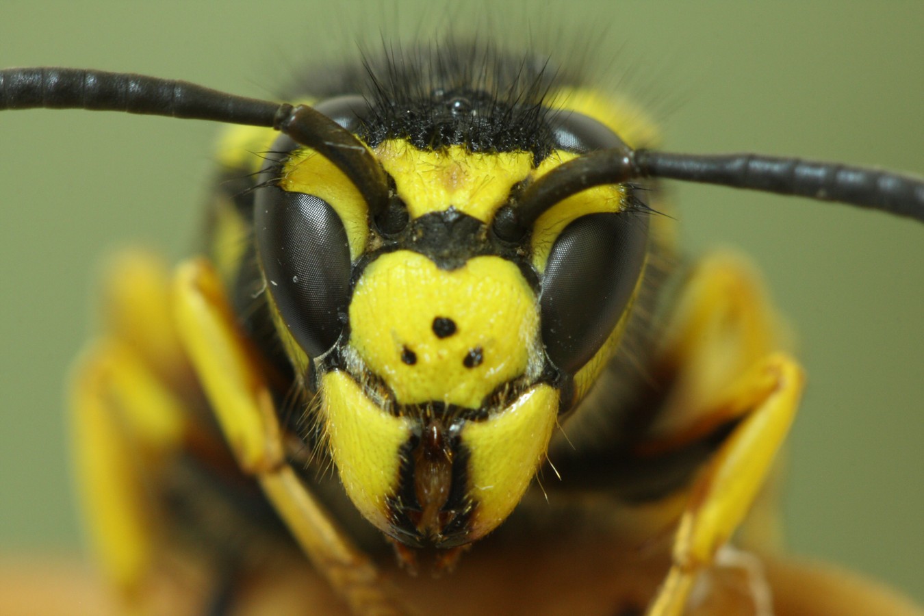 אביגדור קסטנבוים