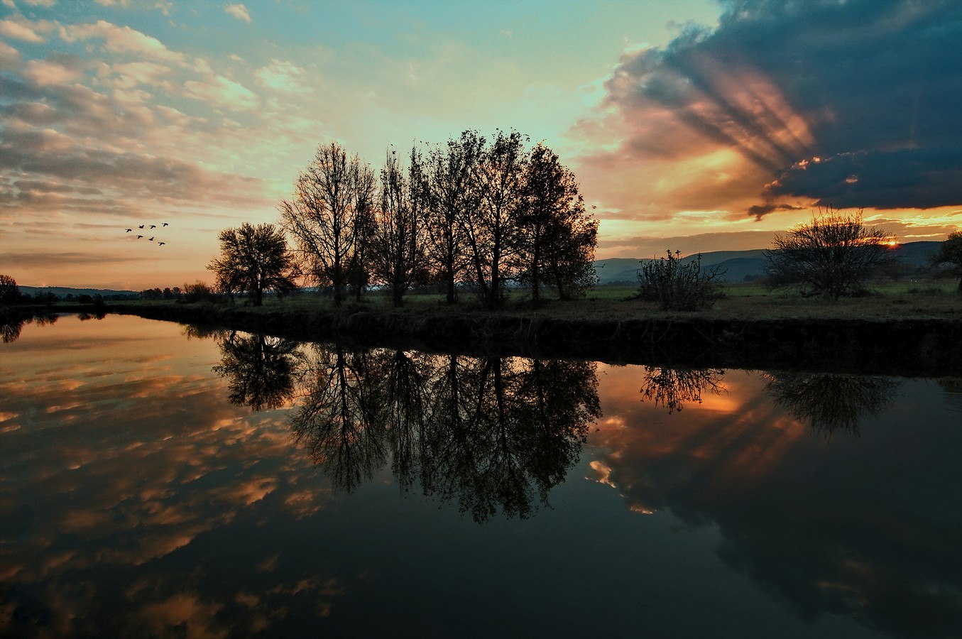 ‫שלום ניסימי‬‎