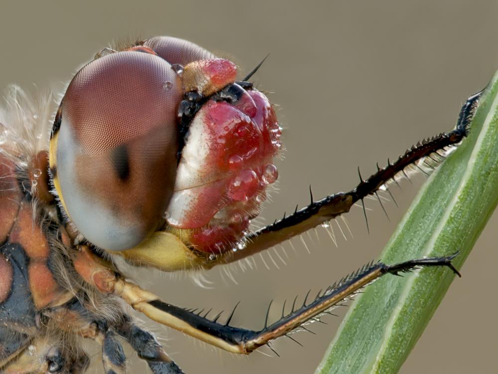 צילום: שימי עיני