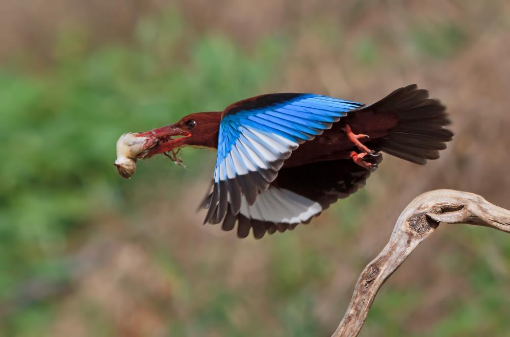 אמנון אייכלברג