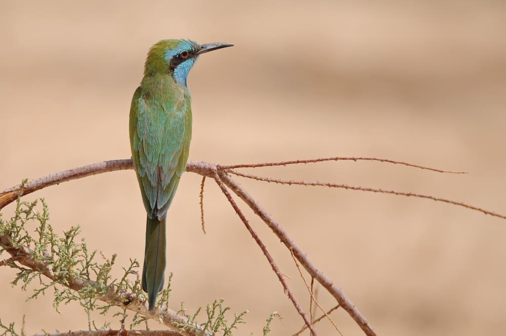 יוסף בן דוד