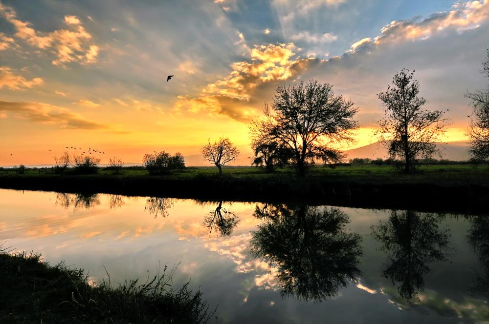 ‫שלום ניסימי‬‎