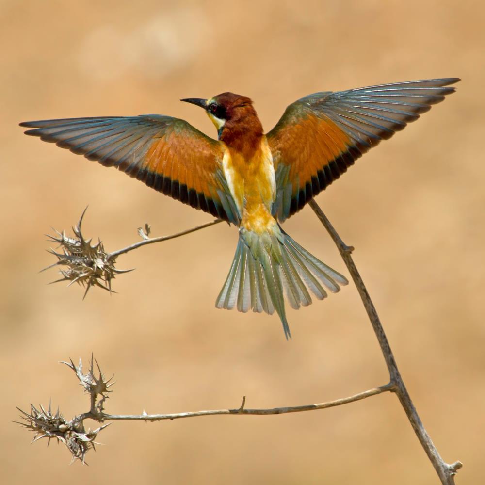 אמנון אייכלברג