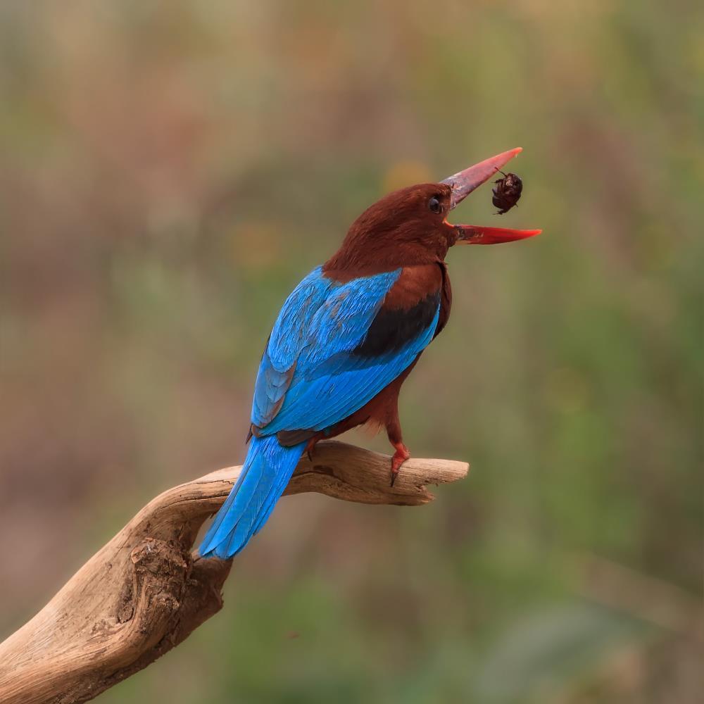 אמנון אייכלברג