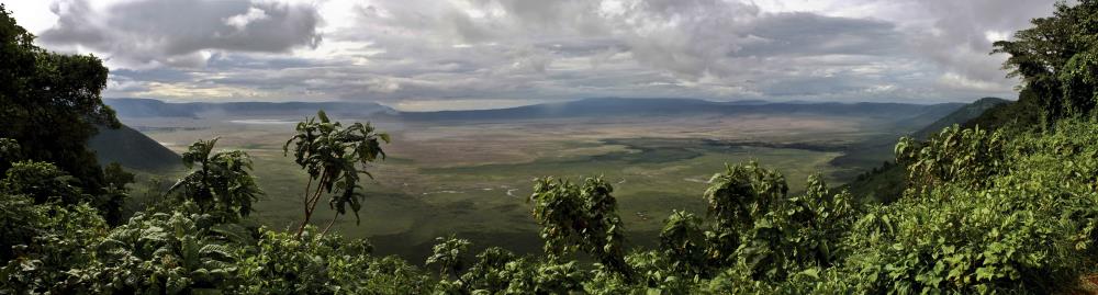 דרורה  בהרל 