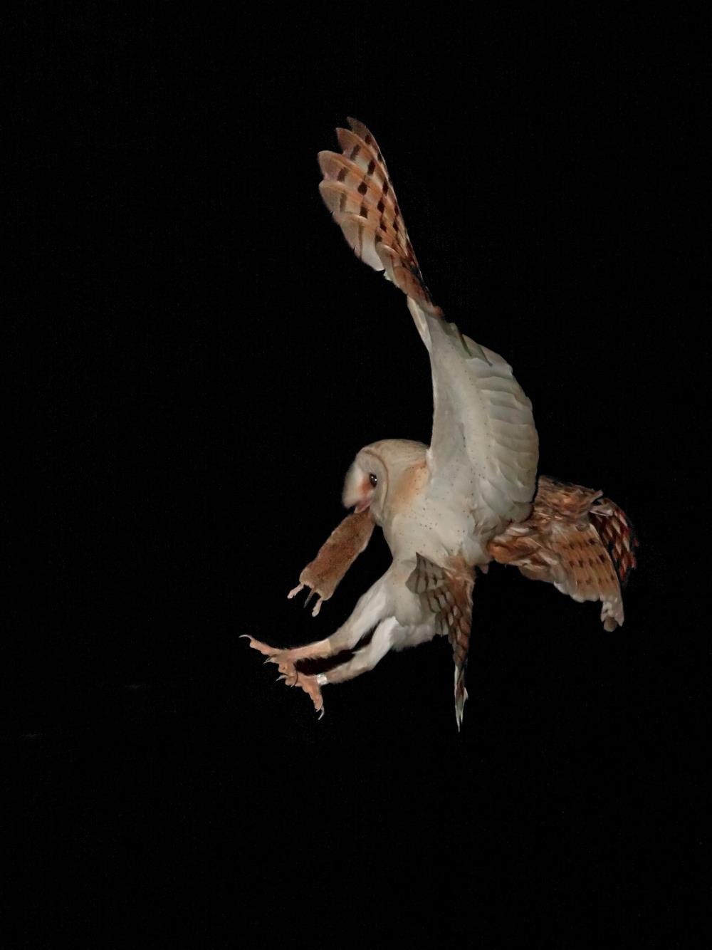 אמנון אייכלברג