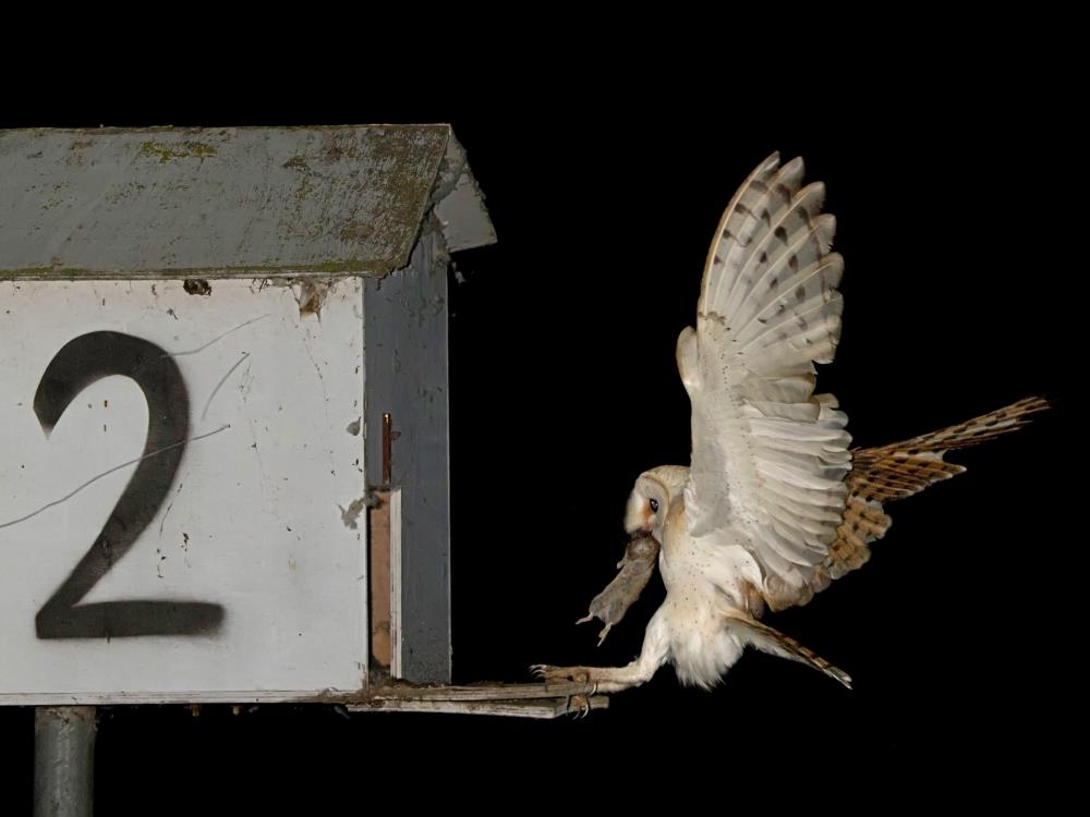 אמנון אייכלברג