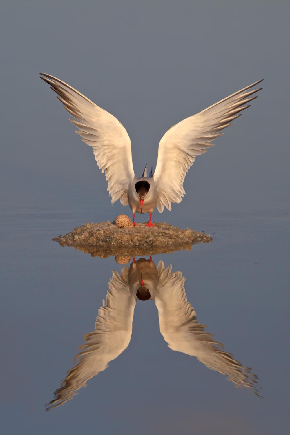 אמנון אייכלברג