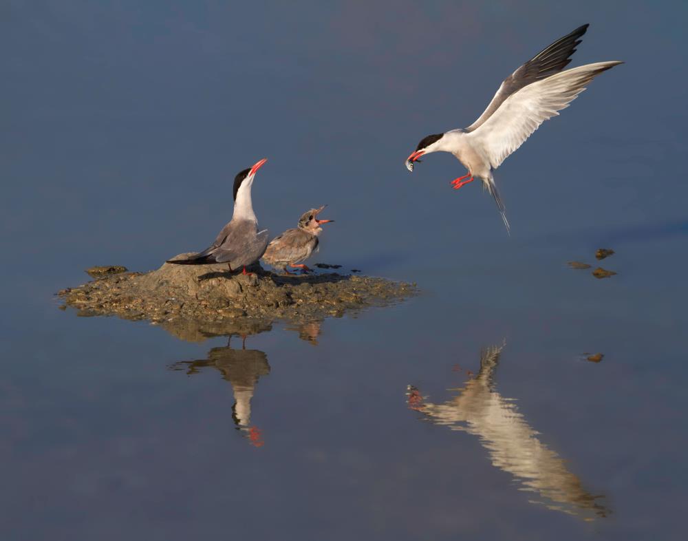 אמנון אייכלברג