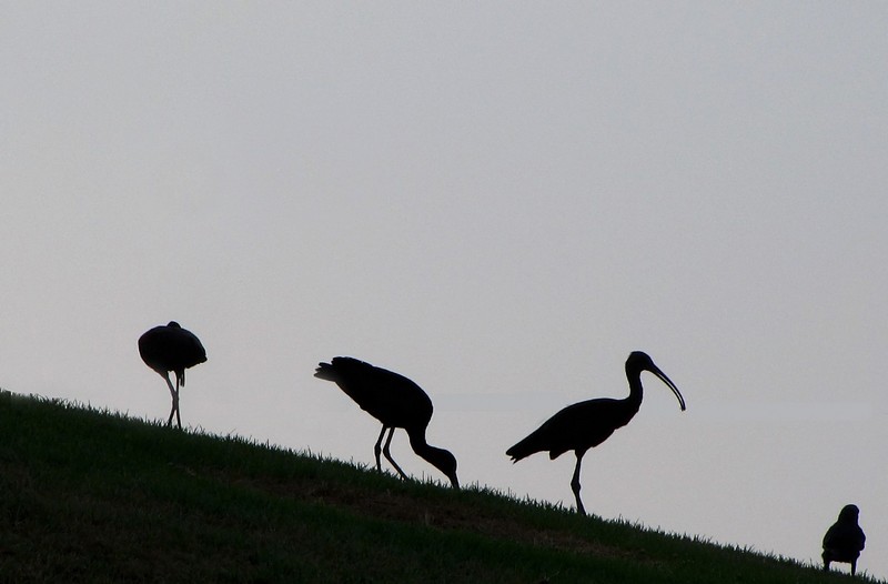 כוראוגרפיה בפארק