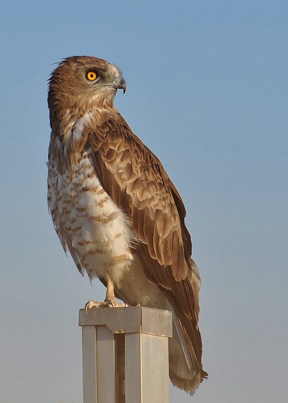 סריקה במבט לאחור...