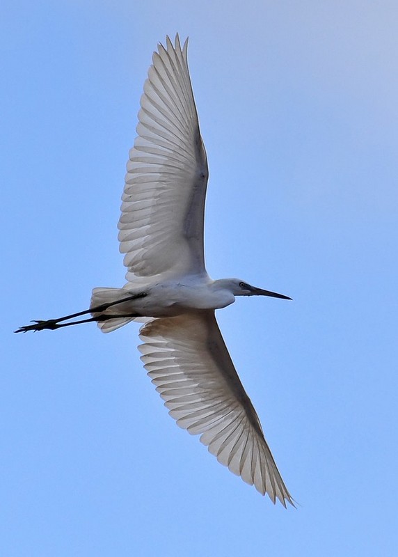 " שלח לי מלאך "