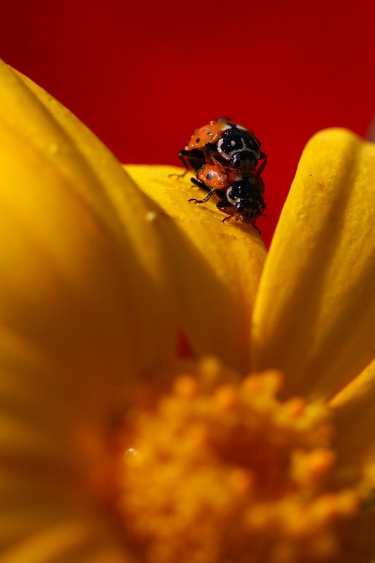 נתפשו על חם