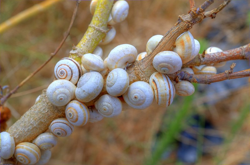 אסיפת דיירים