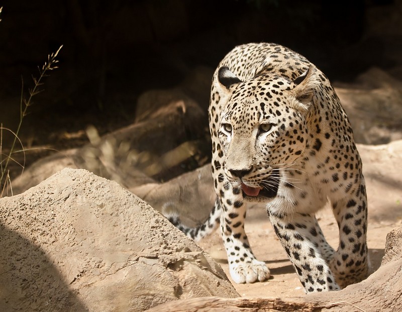 צילום: תומר פרסי