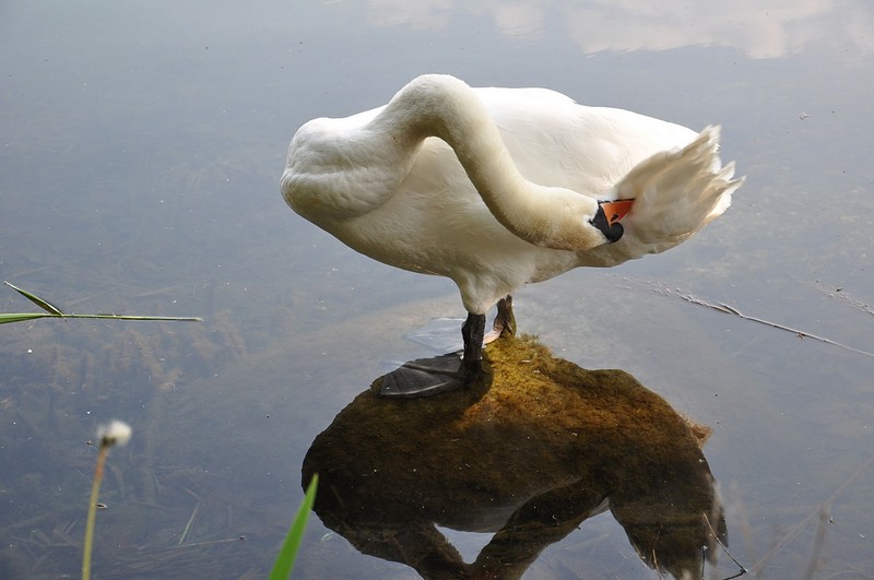 צילום: יצחק בלוטמן