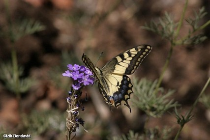 צילום: izhak Bendavid