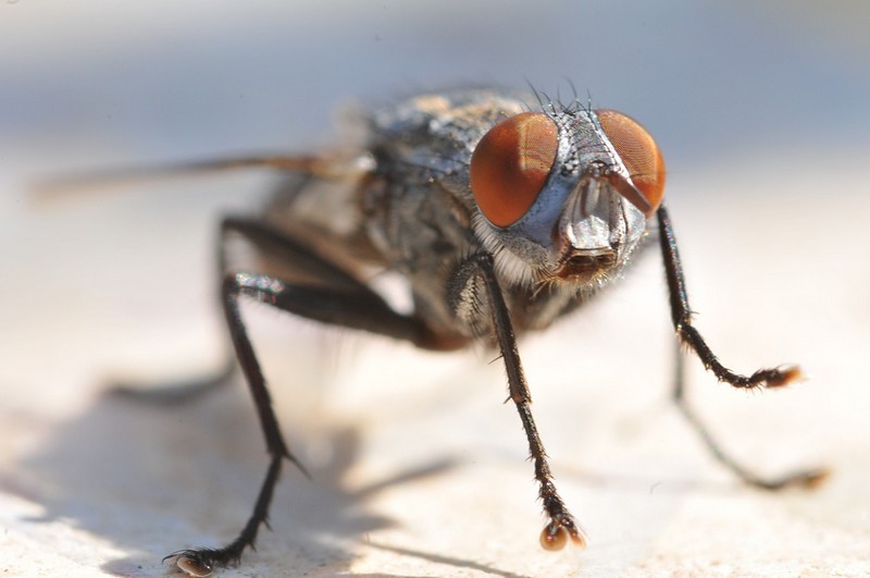 צילום: אסף חנני