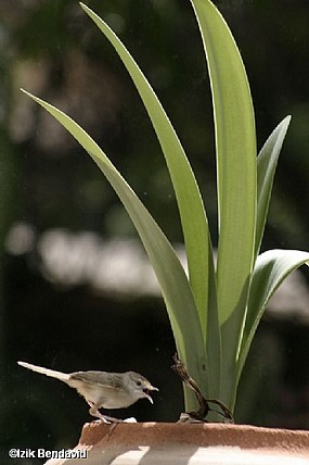 צילום: izhak Bendavid