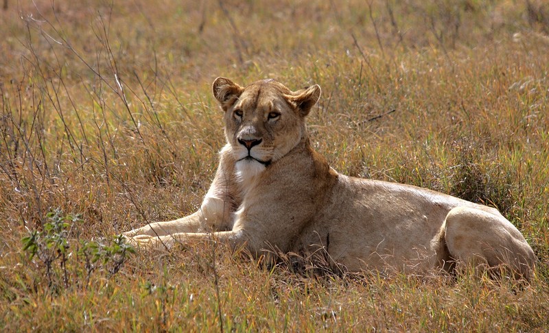 מלכת הסוואנה
