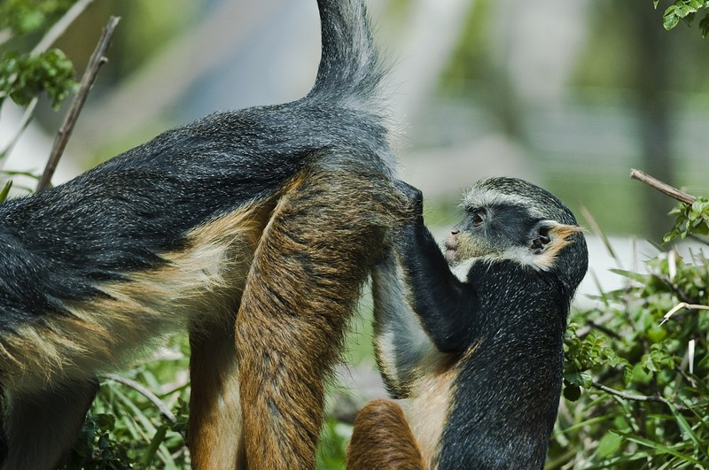 הפרוקטולוג