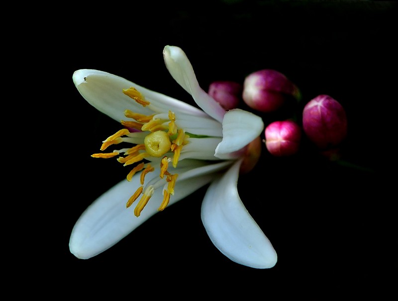 פרח הלימון