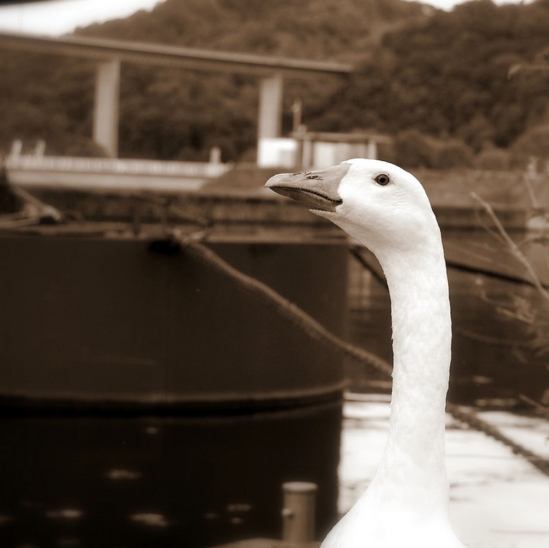 צילום: הדר דקל