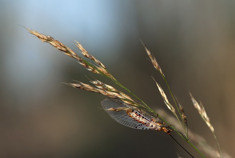 ארינמל הפוך