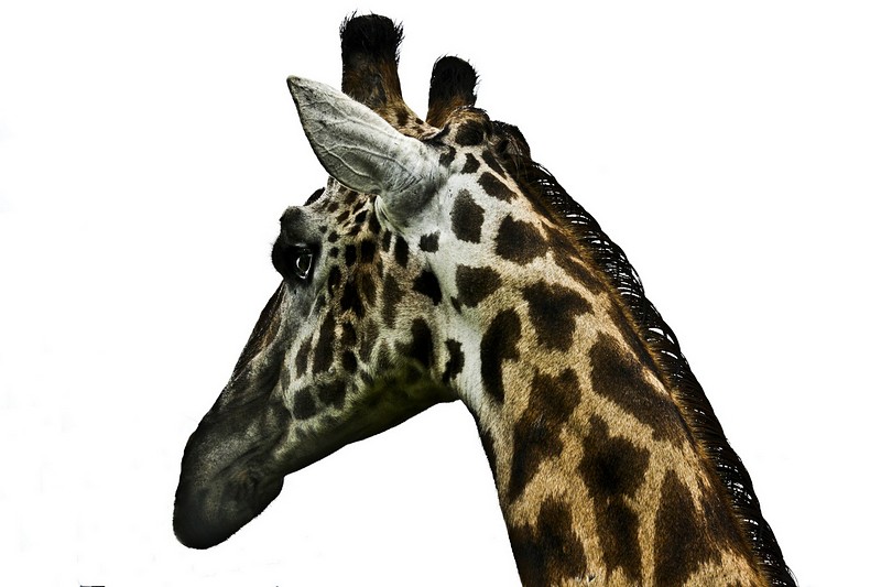 פרופיל ג'ירפי