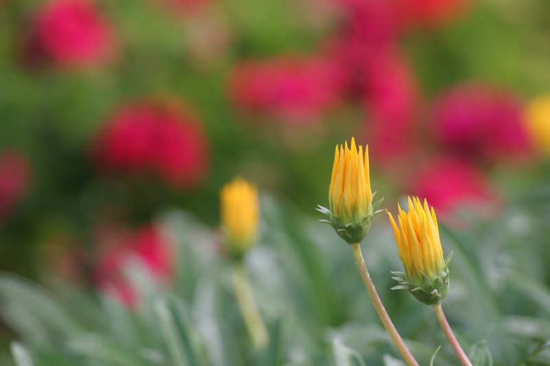 צילום: אליהו רוזנפלד