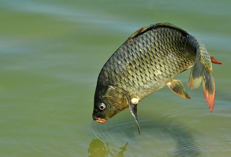 אני קופפץ  הביייתה