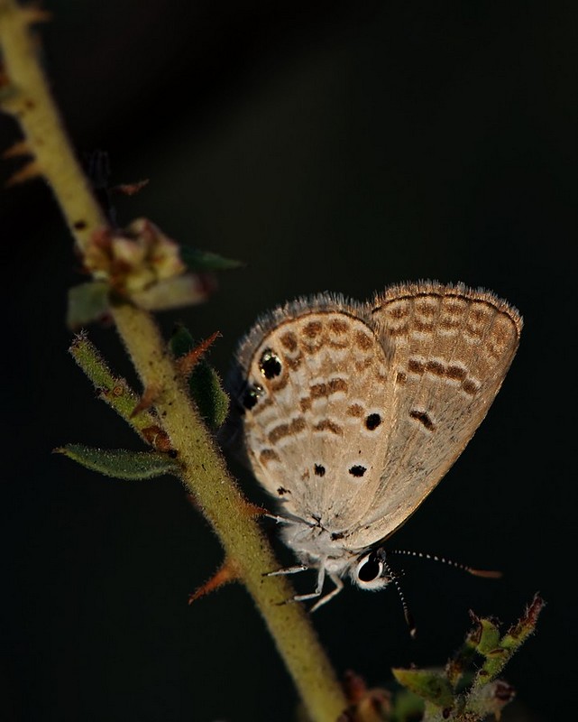 כחליל מוזהב