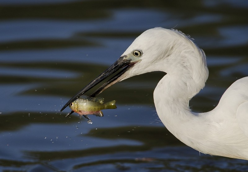 רואים עין בעין