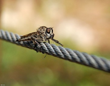 צילום: אבנר רונן