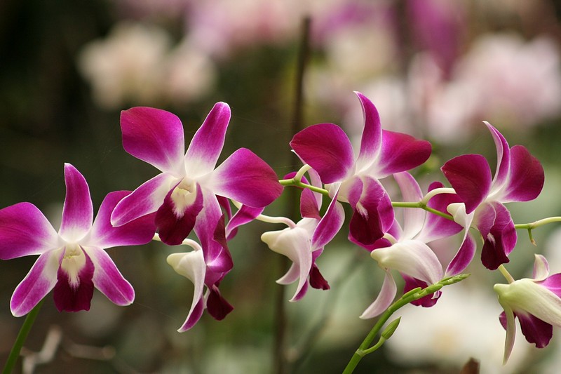 פריחה מקיר לקיר