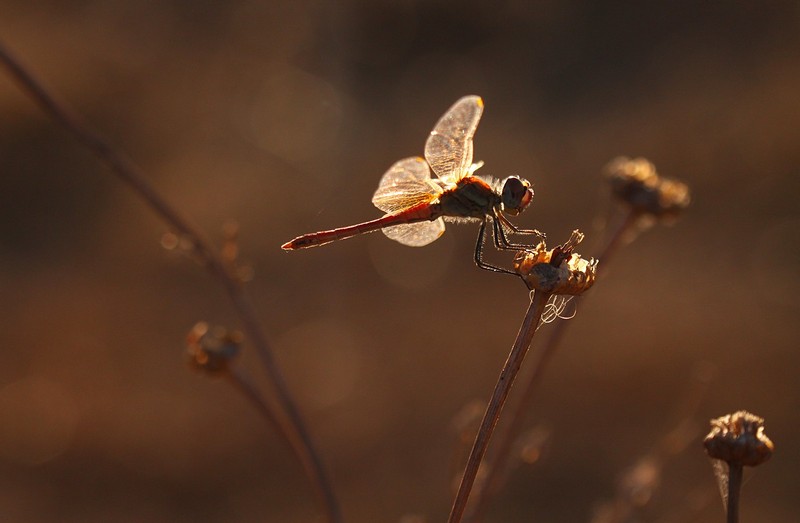 בוקר מאיר פני טבע