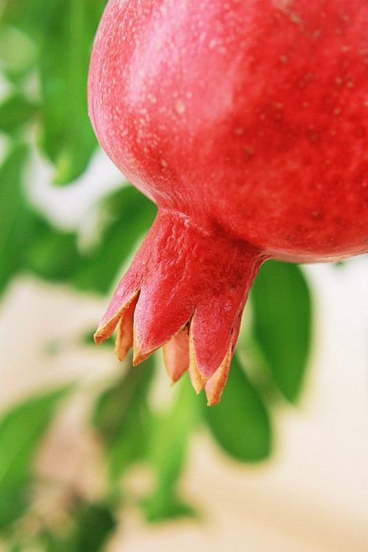 שנה טובה לחברי פיקשר