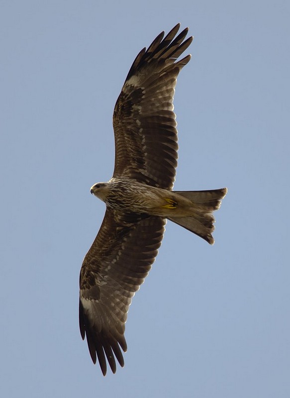 בפריסה מלאה
