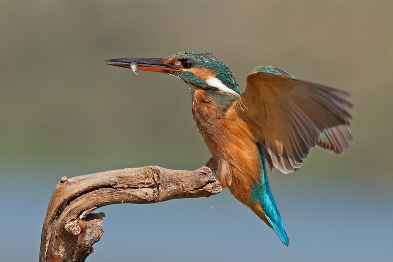 משהו לנשנש על הענף