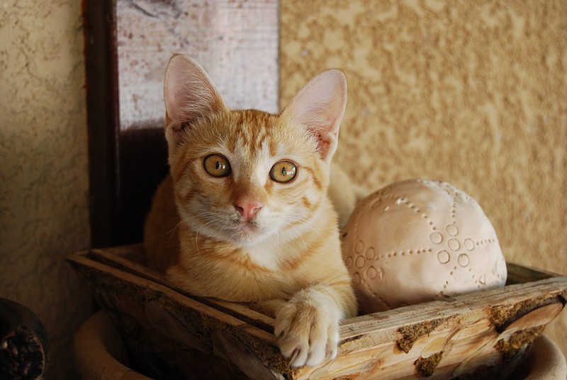 זהב של חתול 