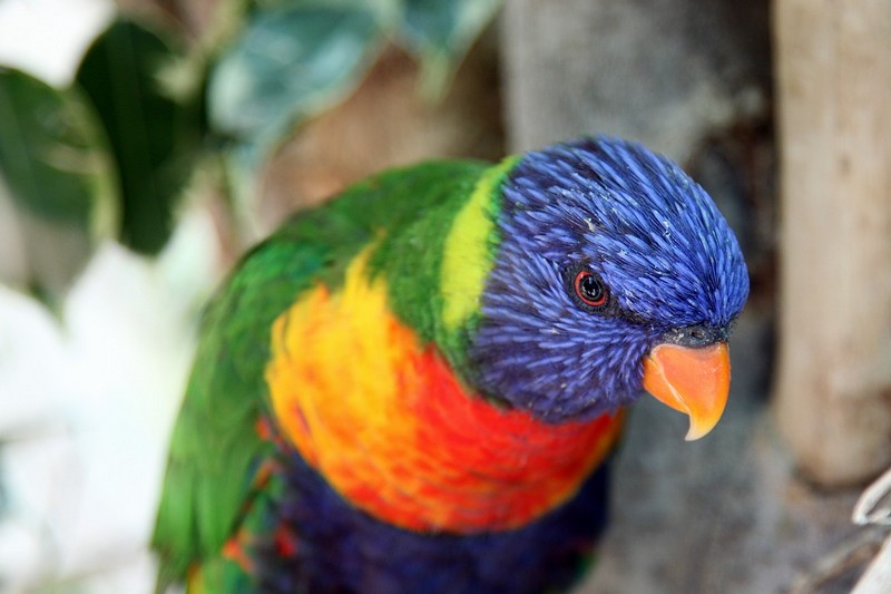 מי יפה של אמא?