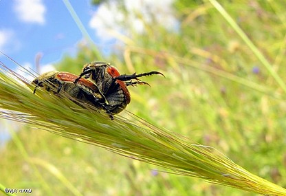 למען הדור הבא