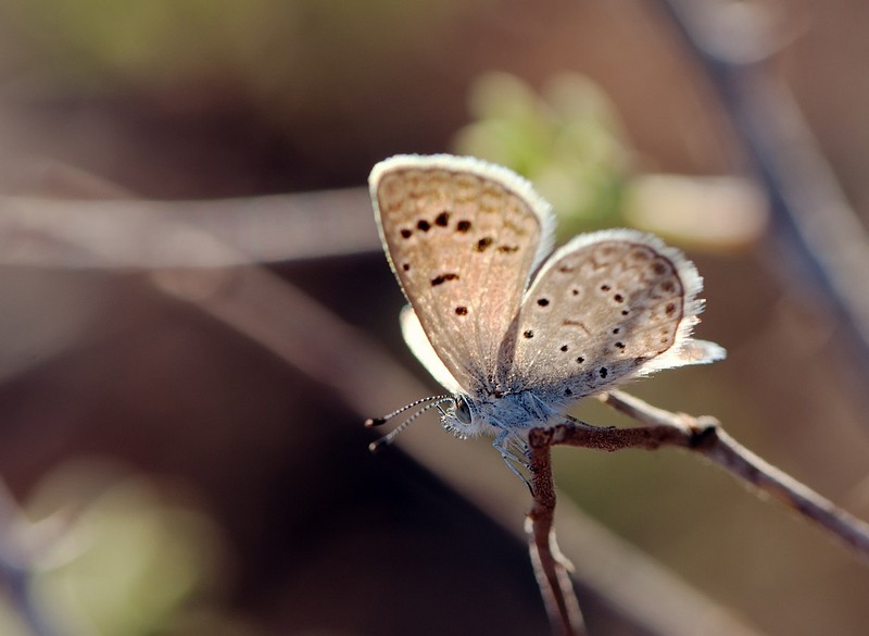 על קו הזינוק